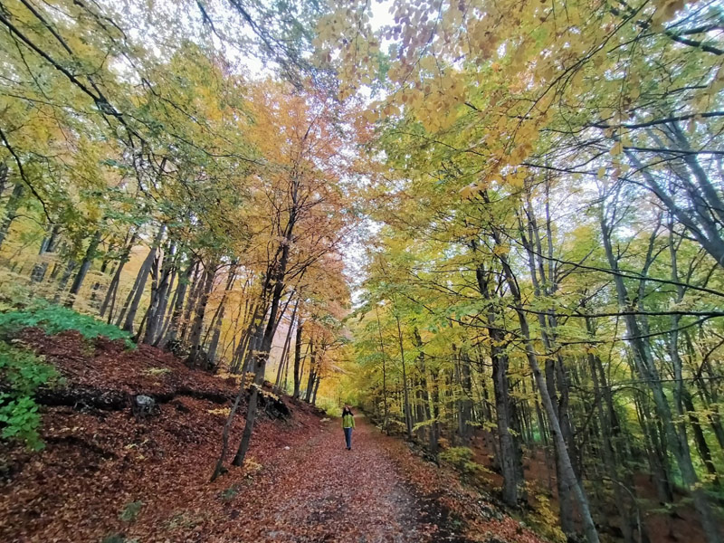 Bosco di lama bianca