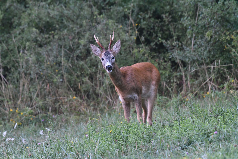 Capriolo