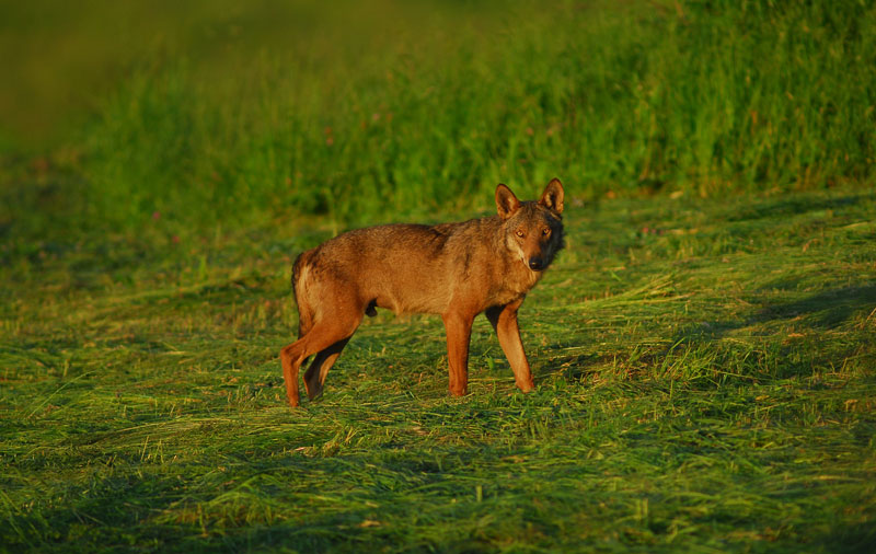 Lupo appenninico