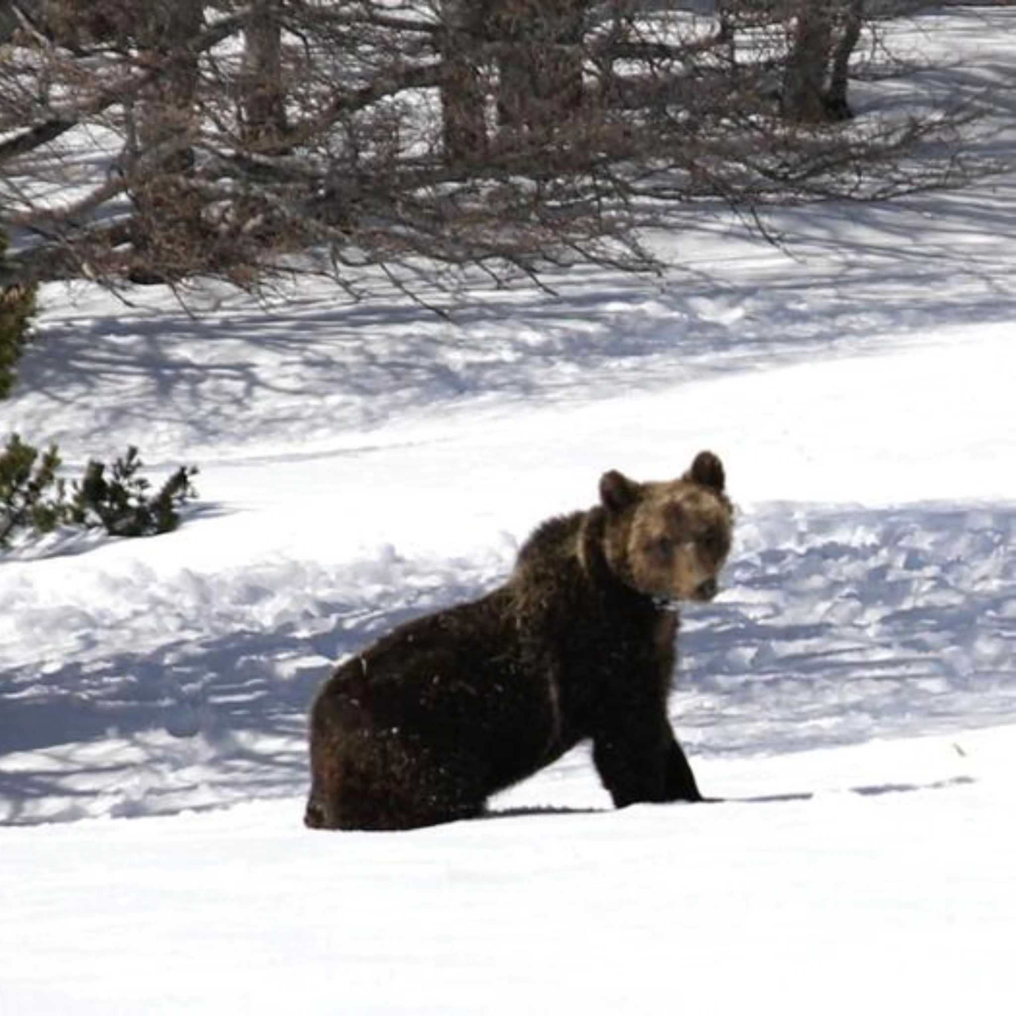 Orso bruno Marsicano